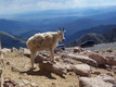 Cheerful mountain goat